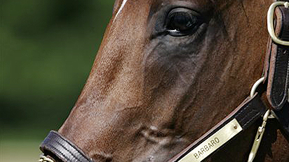 Barbaro in Maryland on May 10, 2006, days after his Kentucky Derby win