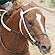 Curlin