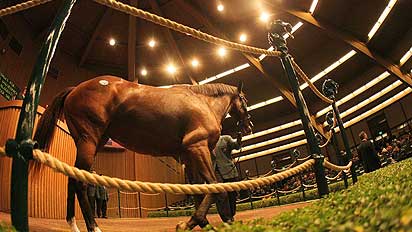 Playful Act sells for $10.5 million during the Keeneland November breeding stock sale in Lexington, Ky.