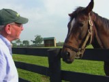 Horse Slaughter