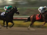 Zenyatta Favorite At Breeders' Cup