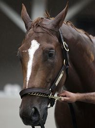 horse_a_curlin_195.jpg