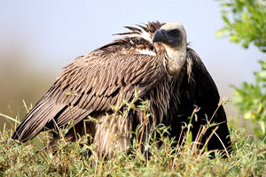 Vulture