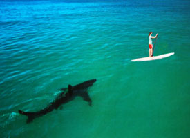 Shark In Surf