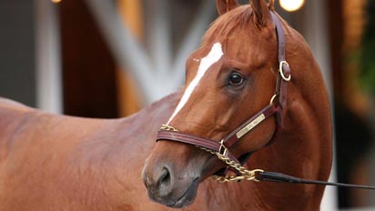 Curlin