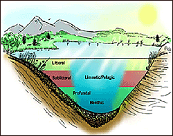 profundal zone