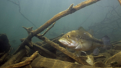 Bassmaster.com