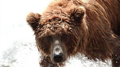 bear