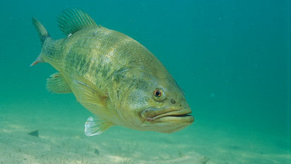 BASS