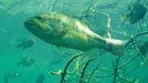LunkerCam