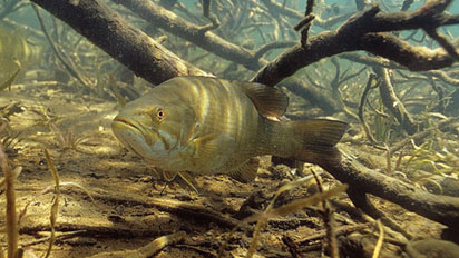 Bassmaster.com