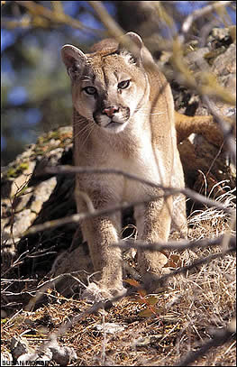 http://assets.espn.go.com/winnercomm/outdoors/conservation/i/P1vn_c_fea_cougar_tracking1.jpg