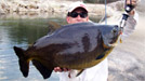 IGFA