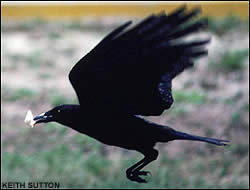 Ugly ass bird