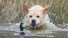 Duck Trek
