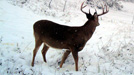 Cuddeback