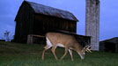 Cuddeback