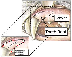 Diagram of dog tooth